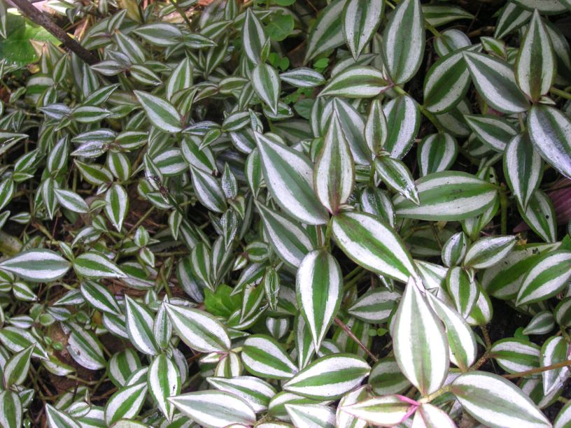Tradescantia zebrina - Vaderplant, Inchplant