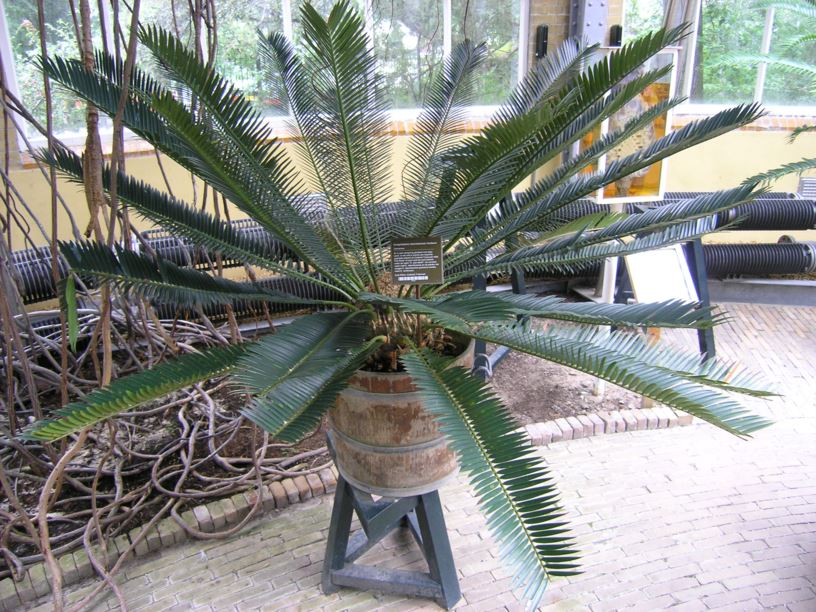 Encephalartos lebomboensis - Piet Retief-broodboom, Piet Retief cycad