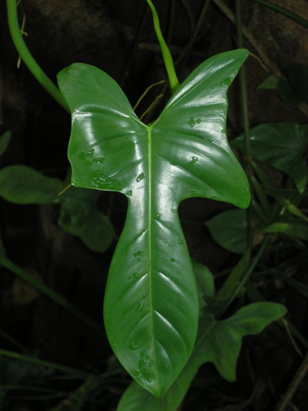 Philodendron bipennifolium - Horsehead philodendron
