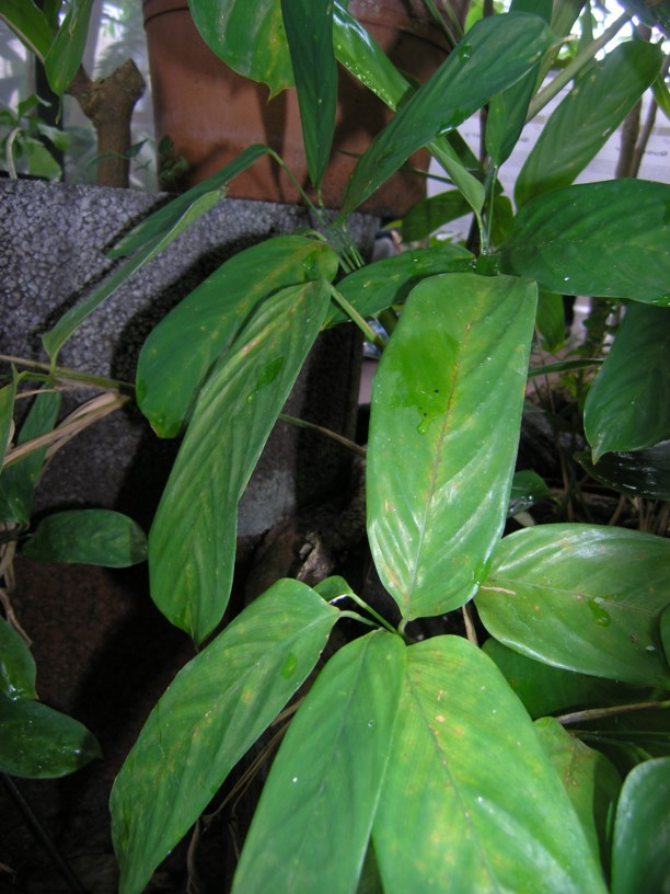 Ctenanthe marantifolia