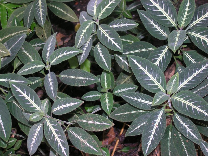 Ruellia makoyana - Trailing-velvetplant, Monkey plant