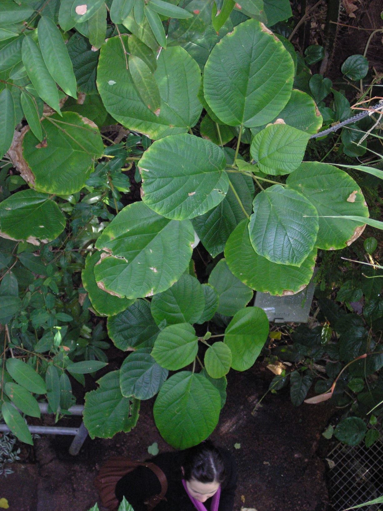 Poikilospermum cordifolium - Krâpë rô