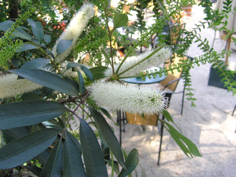 Cunonia capensis - Rooi-els, Botterlepelboom, Butterspoon tree, Red alder, umLulama