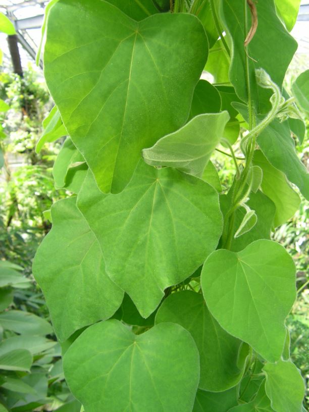 Cissampelos tropaeolifolia
