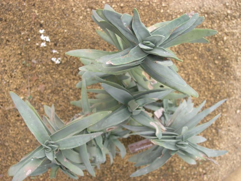 Crassula perfoliata var. falcata - Sekelblaarplakkie