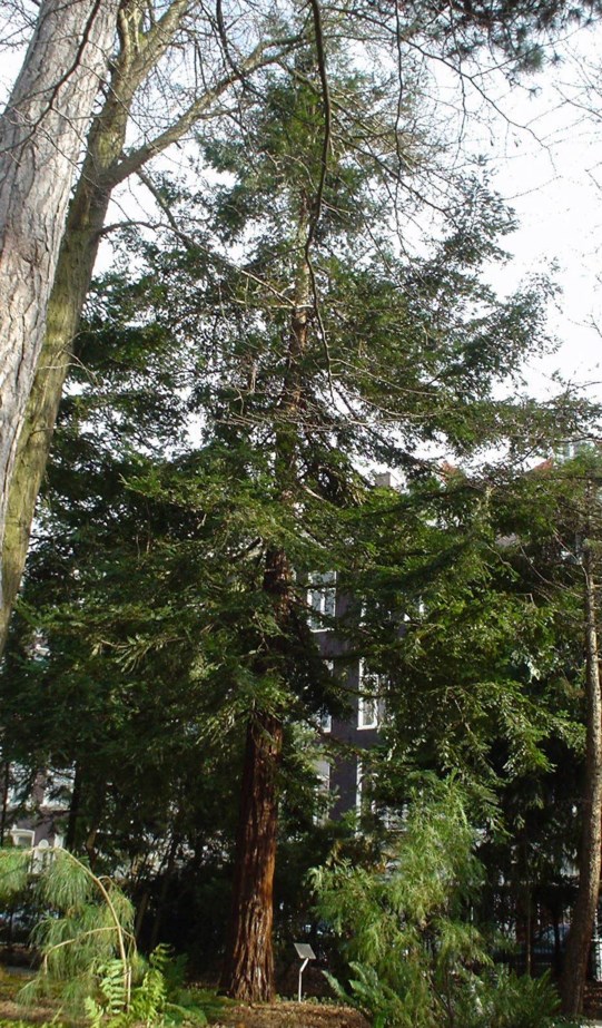 Sequoia sempervirens - Kustmammoetboom, Redwood, Séquoia à feuilles d'if, Küstenmammutbaum