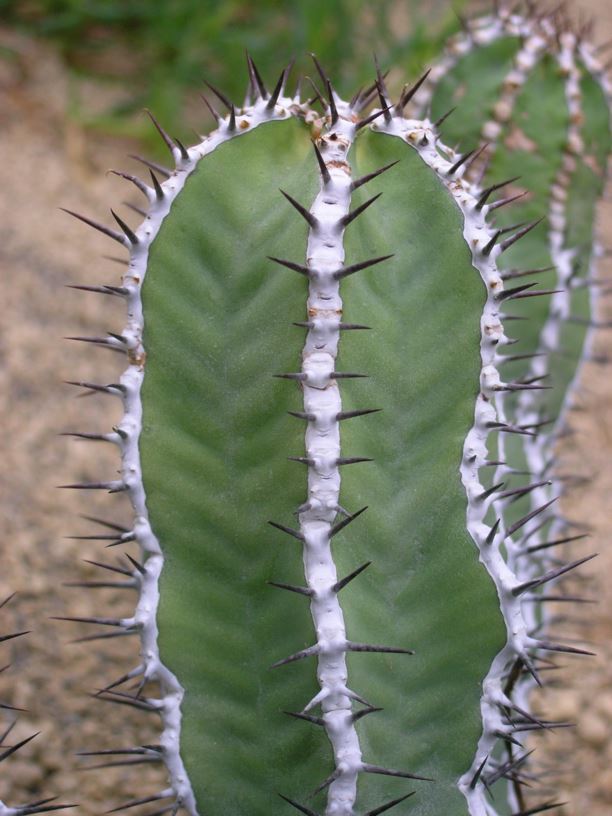 Euphorbia hottentota