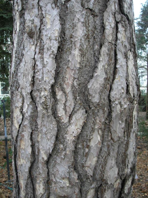 Pinus nigra subsp. laricio - Corsicaanse den, Corsican pine