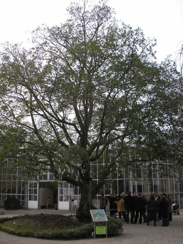 Quercus × turneri - Oostenrijkse eik, Turner's oak