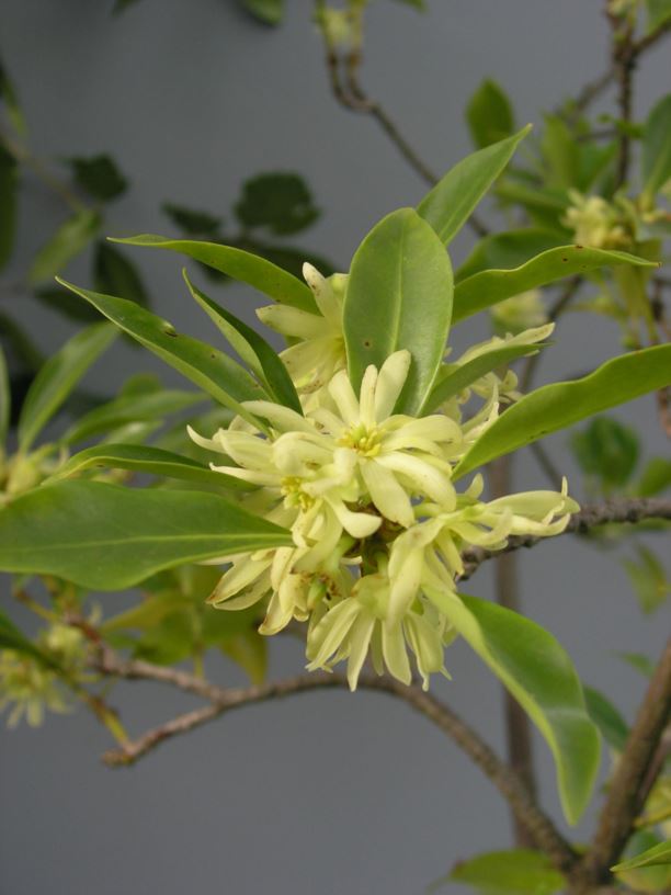 Illicium anisatum - Japanse anijsboom, Basterdanijs, Japanese star anise, Shikimi
