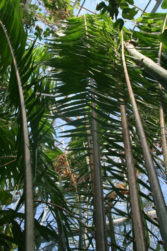Elaeis guineensis - Oliepalm, African oil palm, Palmier à huile, Ölpalme, Obé