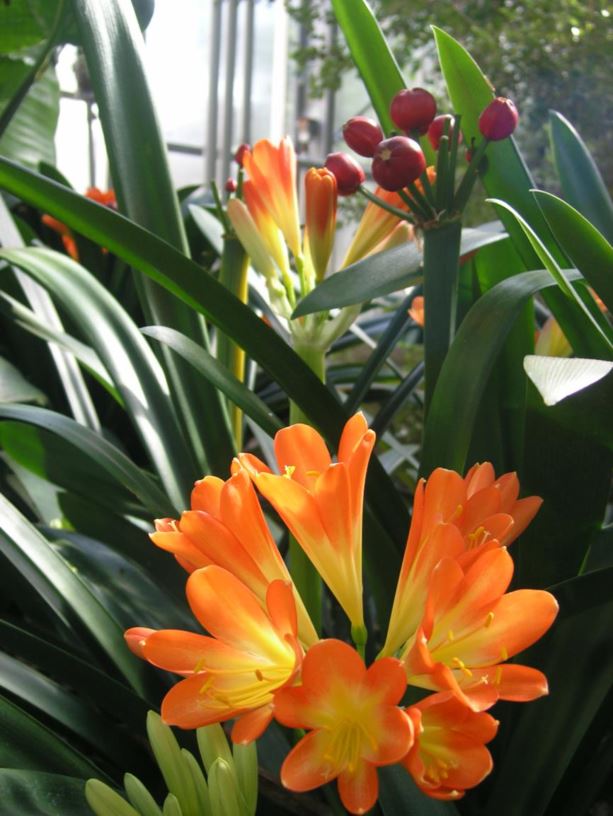 Clivia miniata - Boslelie, Benediction lily, Bush lily, Flame lily, Forest lily, September lily, umayime