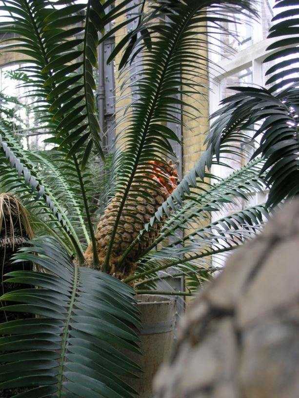 Encephalartos senticosus - Jozini cycad