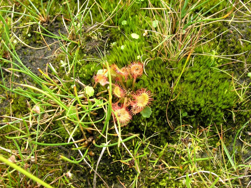 Drosera rotundifolia - Ronde zonnedauw, Round-leaved sundew, Rundblättrige Sonnentau