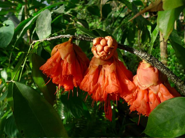 Brownea grandiceps - Rose of Venezuela