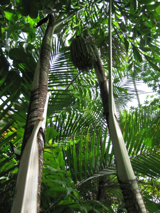 Caryota mitis - Vissenstaartpalm, Clustered fishtail palm