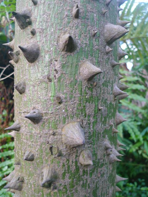 Ceiba speciosa - Floss-silk tree, Paneira