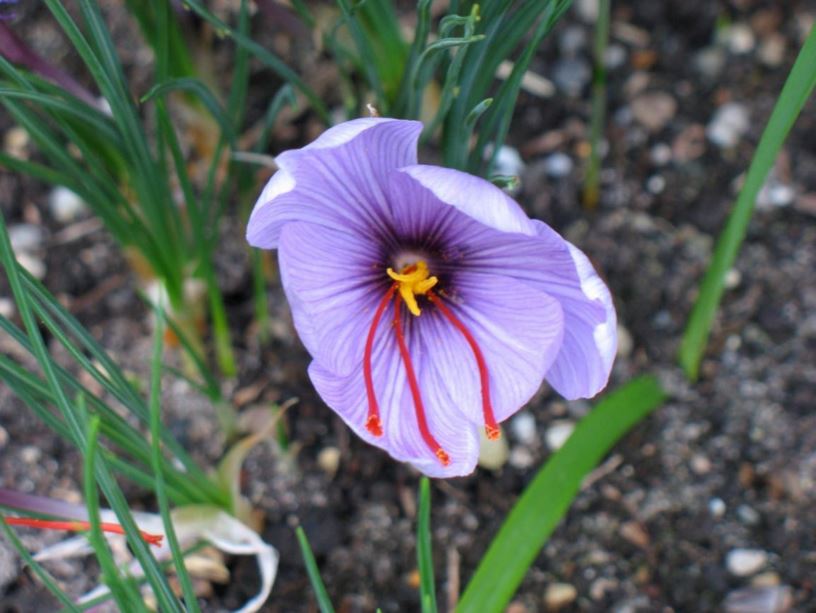 Crocus sativus - Saffraankrokus, Saffron crocus