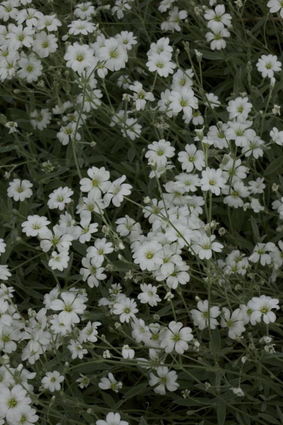Cerastium tomentosum - Viltige hoornbloem, Snow in summer, Filziges Hornkraut