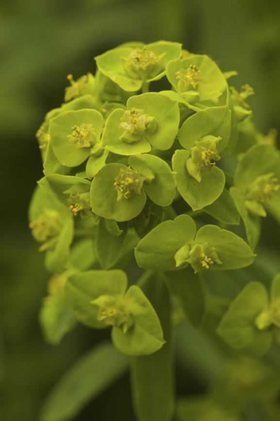 Euphorbia esula - Heksenmelk, Leafy spurge