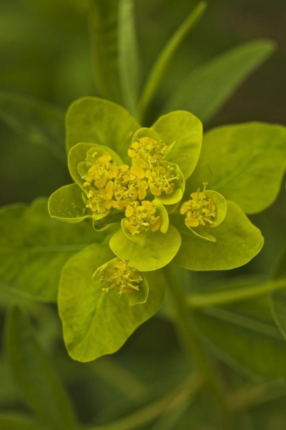 Euphorbia palustris - Moeraswolfsmelk, Marsh spurge