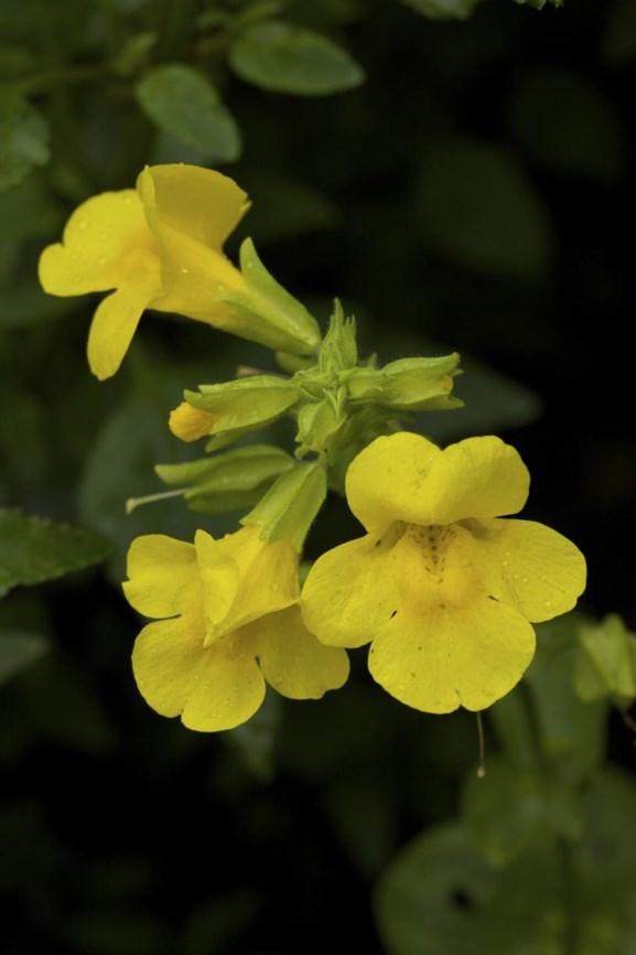 Erythranthe guttata - Gele maskerbloem, Yellow monkeyflower