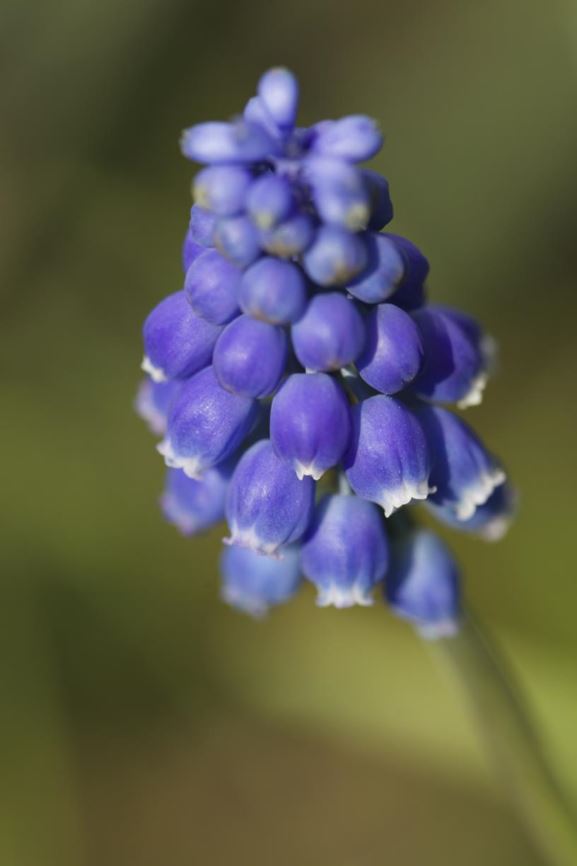 Muscari armeniacum - Langbladige druifhyacint, Armenian grape hyacinth