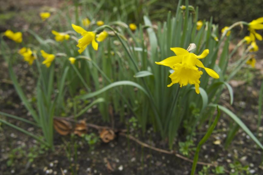 Narcissus pseudonarcissus subsp. minor - Wilde narcis, Wild daffodil