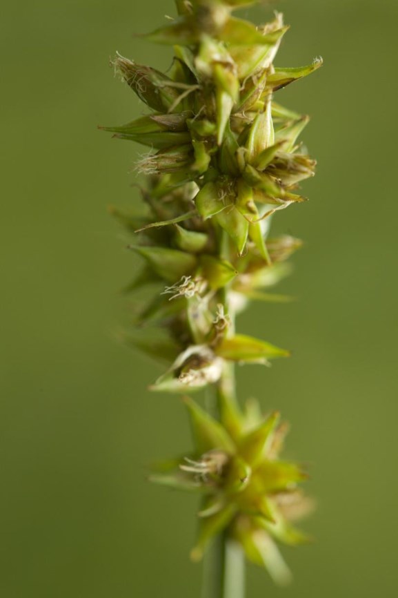 Carex otrubae - Valse voszegge, False fox-sedge