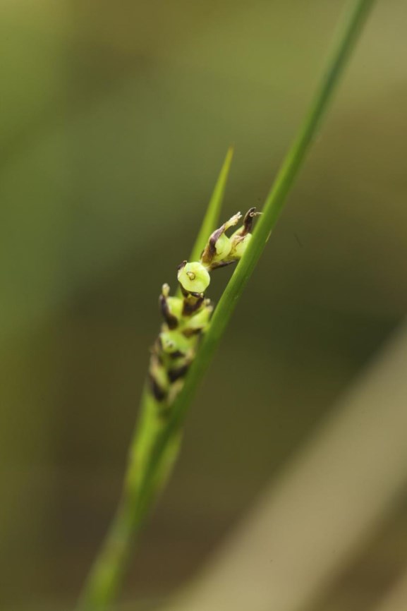 Carex panicea - Blauwe zegge, Carnation sedge, Laîche faux Panic, Hirsesegge
