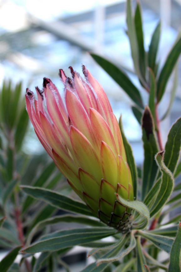 Protea burchellii - Blinksuikerbos, Burchell's sugarbush