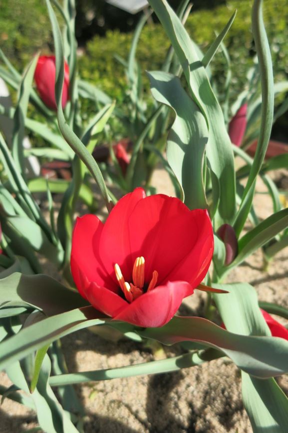 Tulipa montana