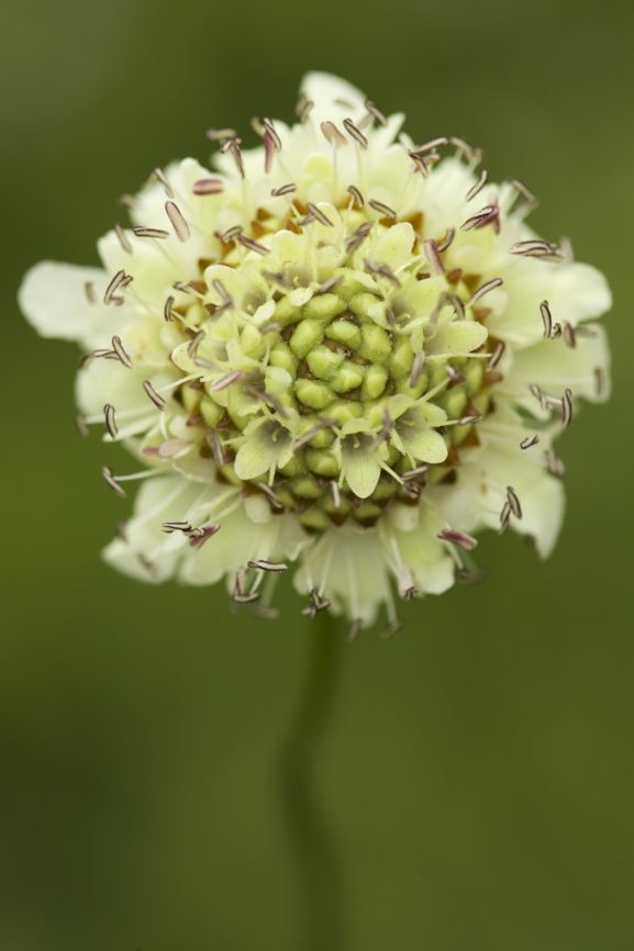 Dipsacus dipsacoides - 天蓝续断, Giant scabious