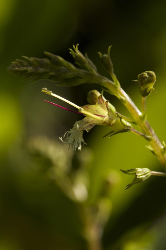 Collinsonia canadensis - Steenwortel, Stoneroot