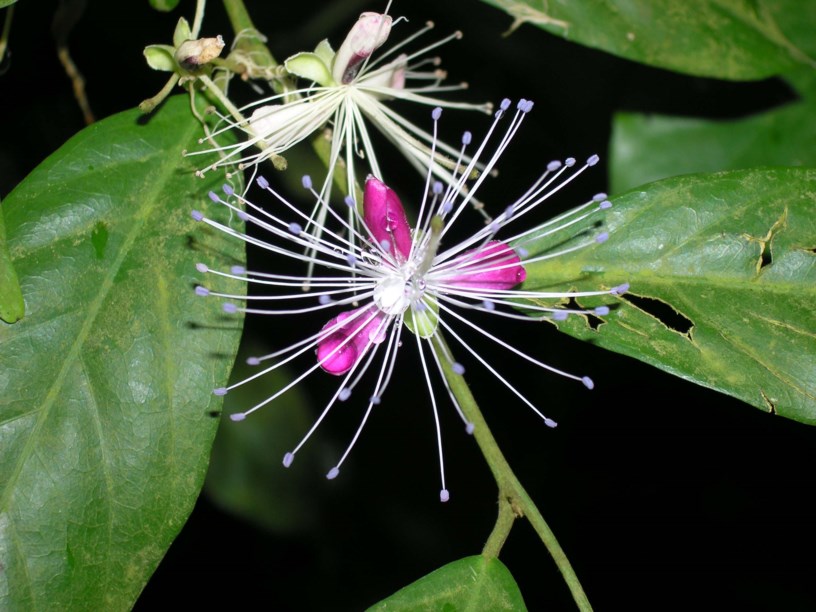Capparis pubiflora - 毛蕊山柑