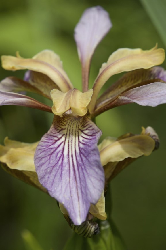 Iris foetidissima - Stinkende lis, Rosbiefplant, Stinking iris