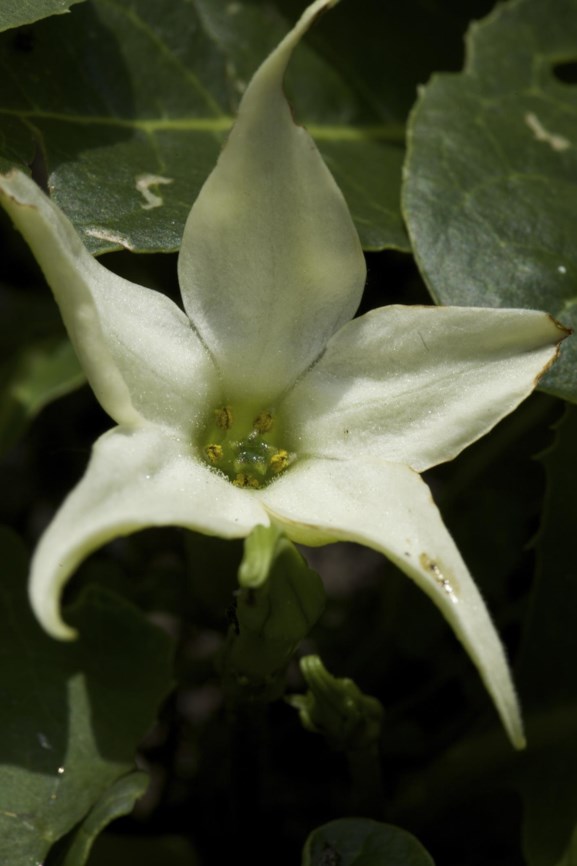 Jaborosa integrifolia - Sterbloem, Springblossom