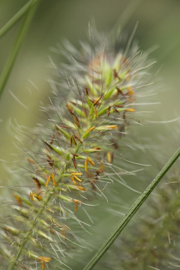 Pennisetum alopecuroides 'Hameln' - Lampenpoetsersgras, Chinese pennisetum, Dwarf fountain grass
