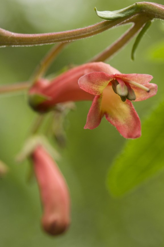 Phygelius capensis - Kaapse Fuchsia