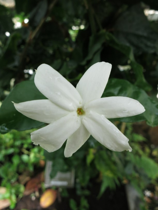 Jasminum sambac - Arabische jasmijn, Arabian jasmine, Melati, Melati putih