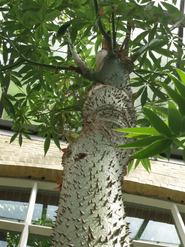 Ceiba pentandra - Silk-cotton tree, Fromager, Ceiba, Lupuna, Mapajo, Lokoboom, Wilde kapokboom