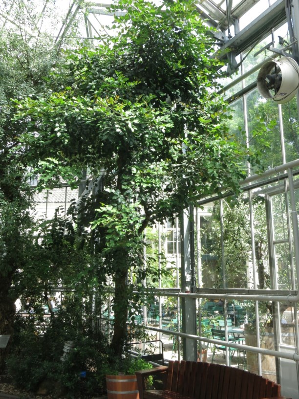 Ceratonia siliqua - Johannesbroodboom, Carob tree, Johannisbrotbaum
