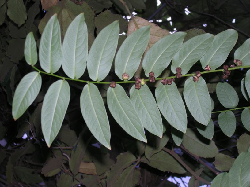 Phyllanthus juglandifolius - Gamo de Costa