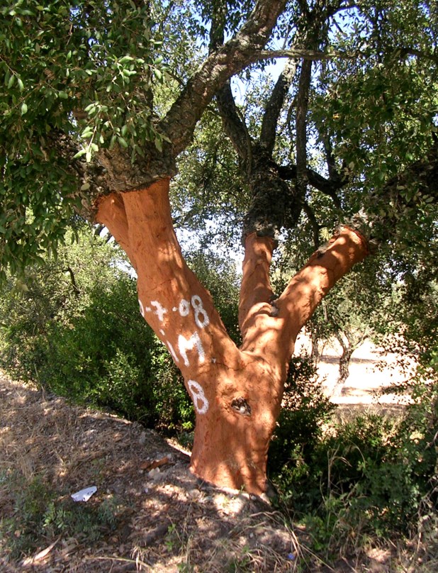 Quercus suber - Kurkeik, Cork oak, Korkeiche, Sobreiro