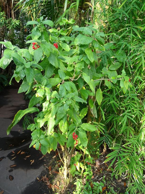 Psychotria punctata - Dotted wild coffee
