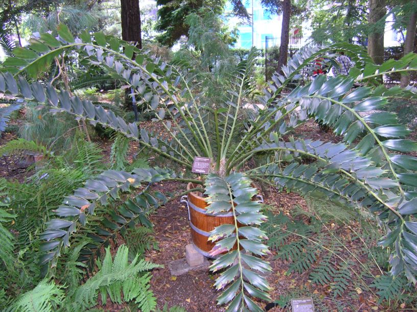 Encephalartos ferox - Tongaland broodboom, Tongaland cycad, Zululand cycad, uThobani