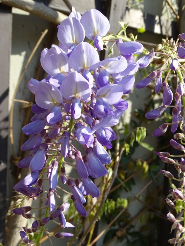 Wisteria sinensis - 紫藤, Blauwe regen, Chinese wisteria