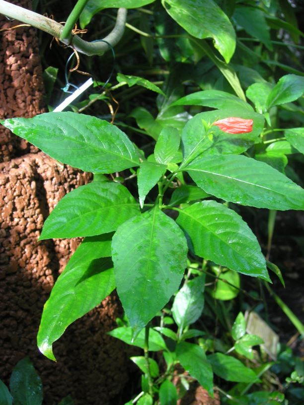 Ruellia brevifolia - Tropical wild petunia, Red Christmas pride