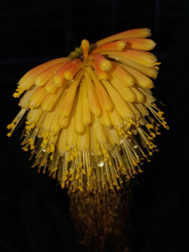 Kniphofia linearifolia - Vuurpyl, Common marsh poker, Langblättrige Fackellilie, Icacane, Umathunga
