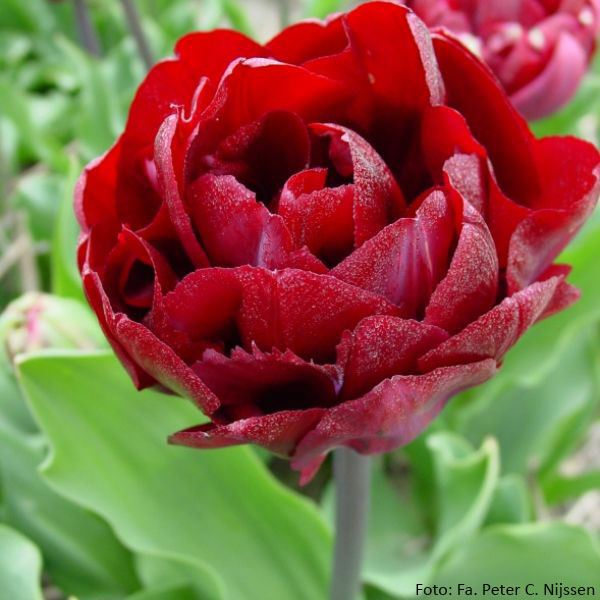 Tulipa (Double Late Group) 'Uncle Tom'